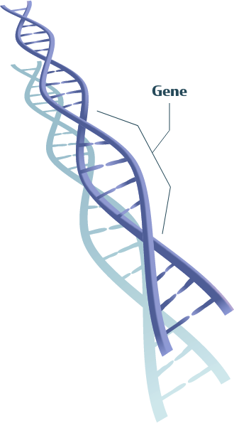 illustration a gene segment within a DNA strand
