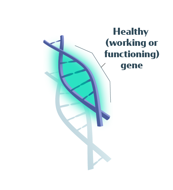 illustration of a healthy, working, functioning gene